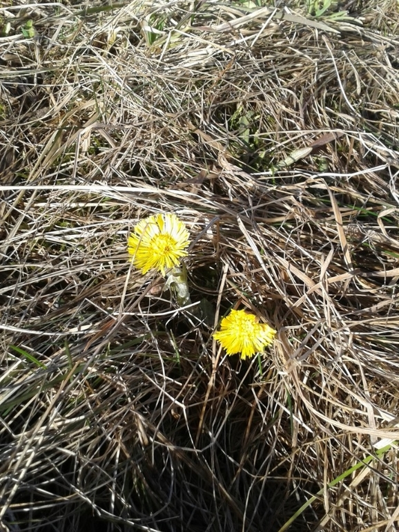 Наша весна...