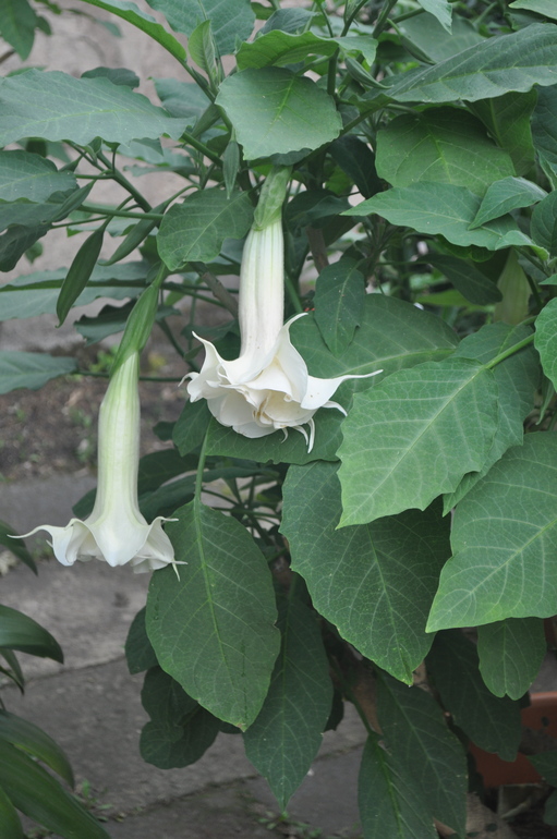 Для хорошего настроения:)