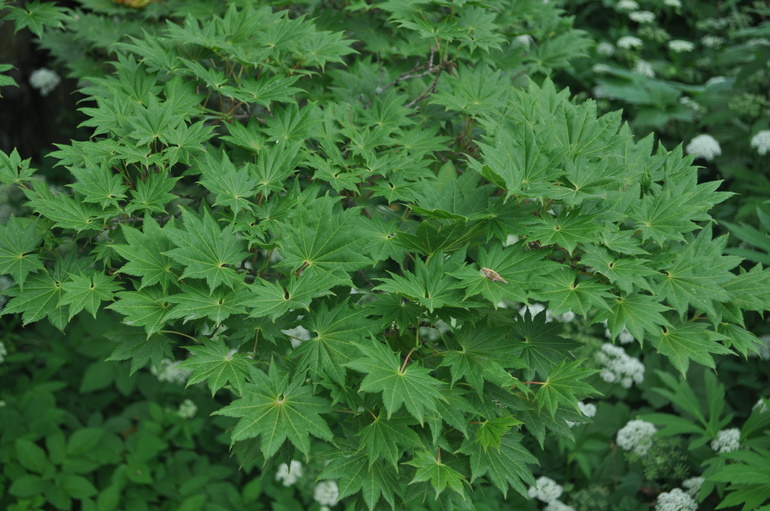 Для хорошего настроения:)