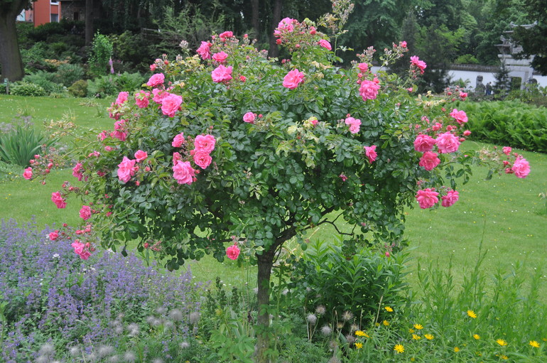 Для хорошего настроения:)