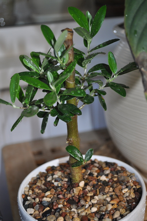 Обновочки:)