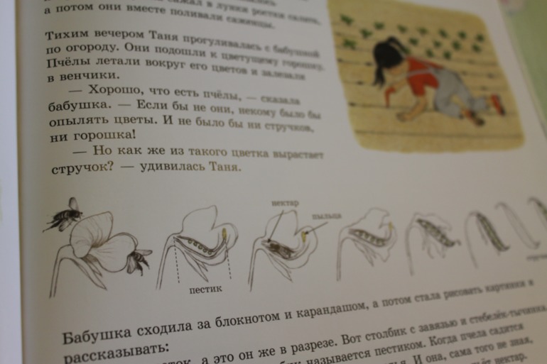 Как растут овощи!