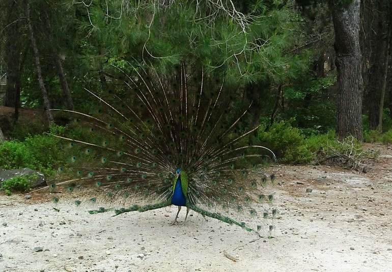 Как мы провели майские праздники на о. Кос (сто фото)) осторожно!)