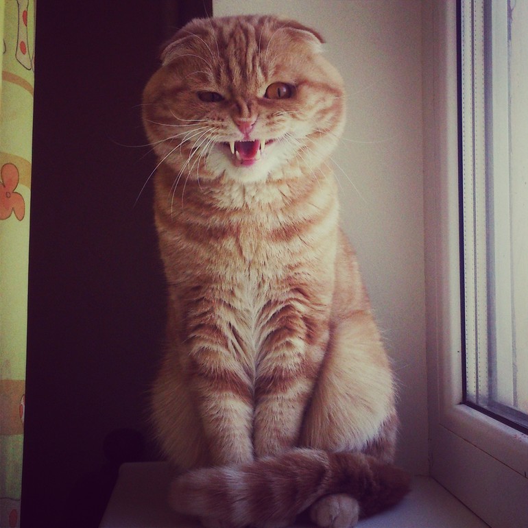 кто сказал Мяу???