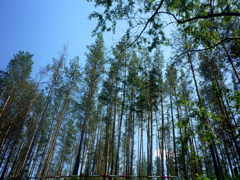 Сосны.