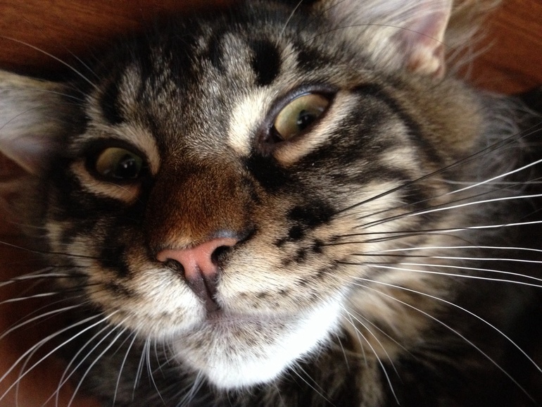 Котяка-кривляка)))