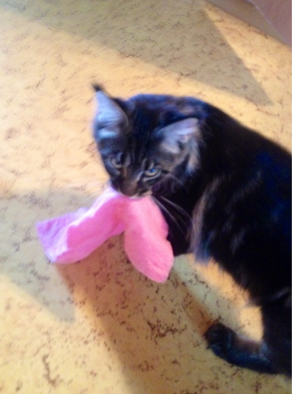 Котик полы моет