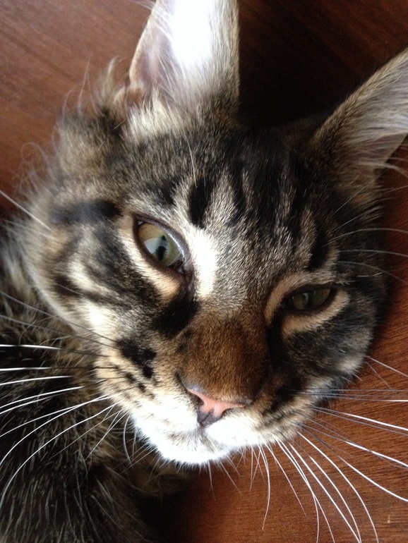 Котяка-кривляка)))