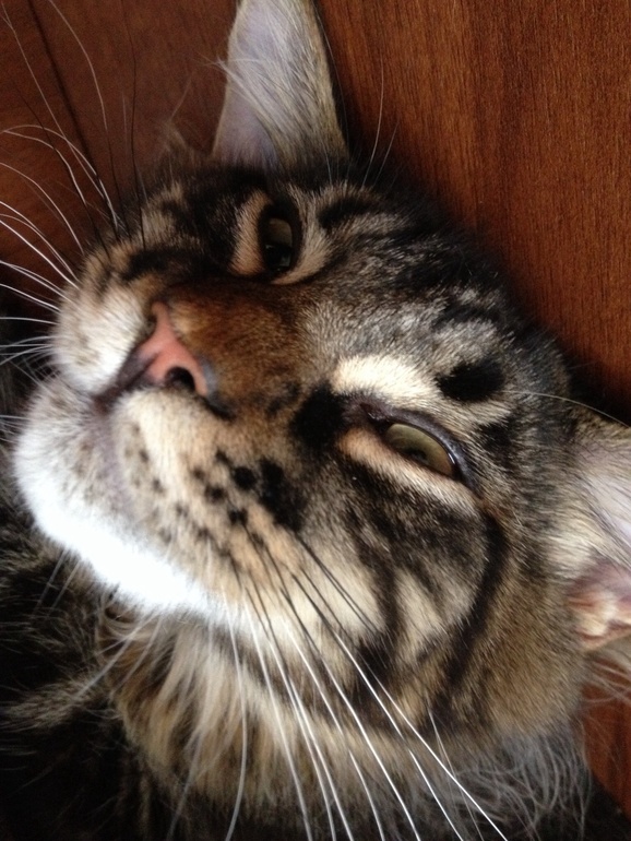 Котяка-кривляка)))