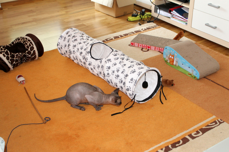 Когтеточка.