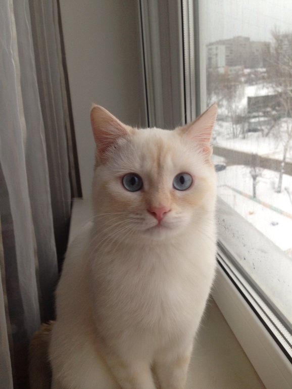 Ищем подружку для котика