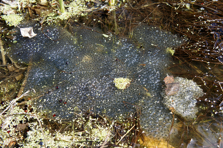 Икра лягушки фото в воде