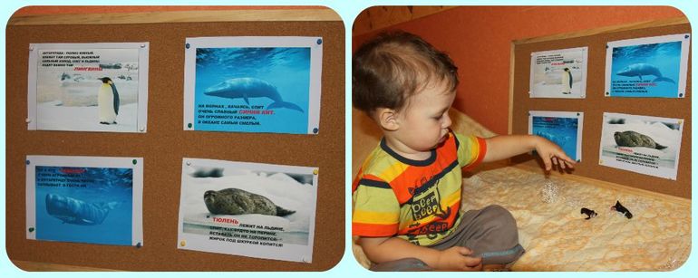 ТН Арктика и Антарктика. День 2 - животные Антарктиды