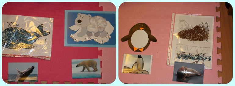 ТН Арктика и Антарктика. День 4 - Птицы