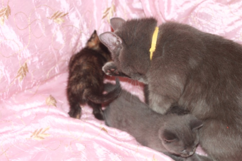 Котята ищут дом...