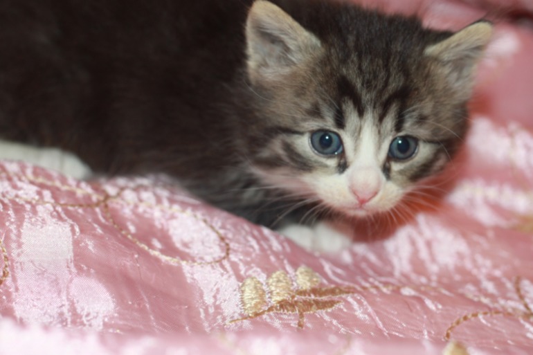 Котята ищут дом...