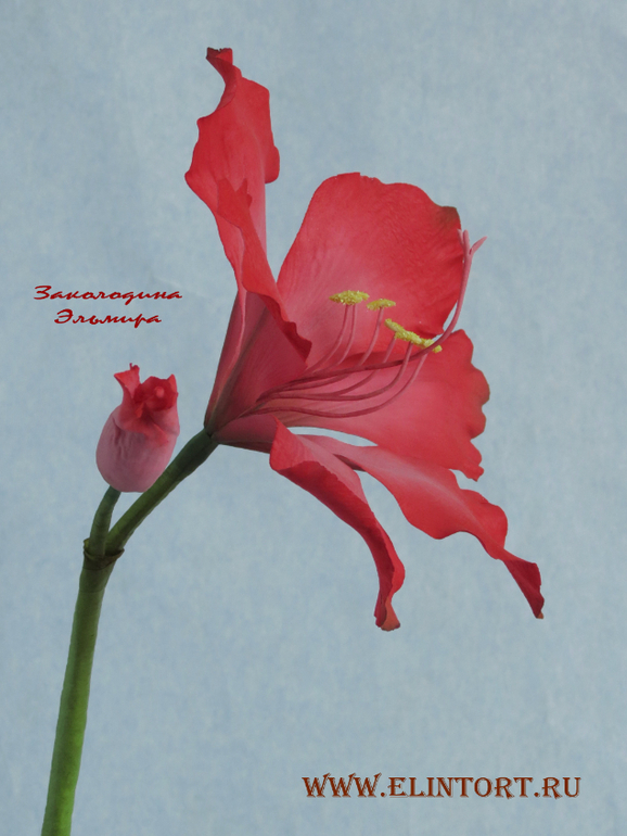 Мои Цветы со второго курса Олеси Голумбевской.