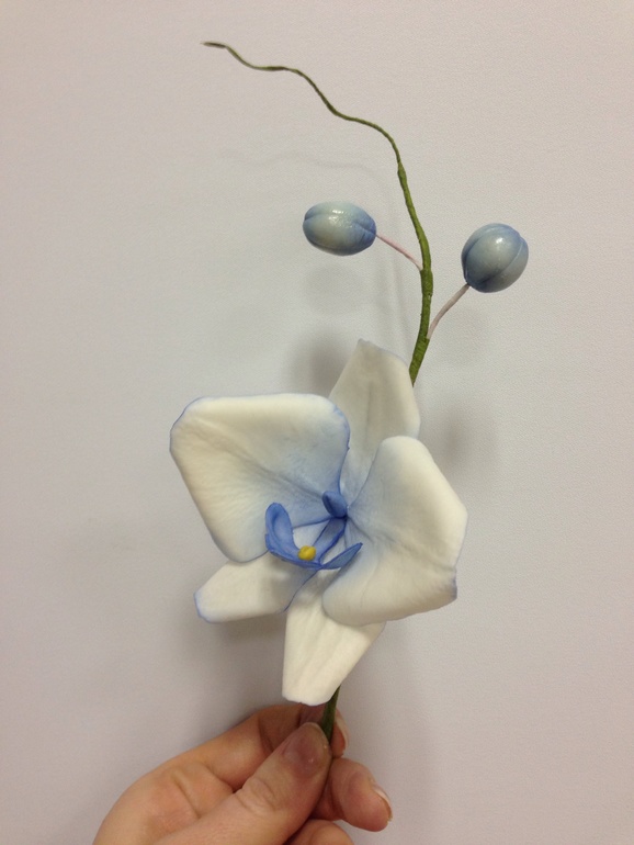 Мои орхидейки....