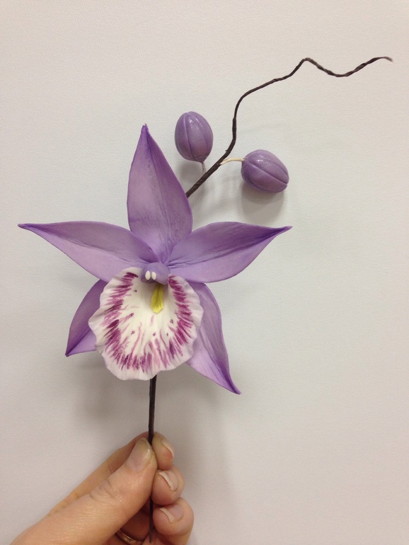 Мои орхидейки....