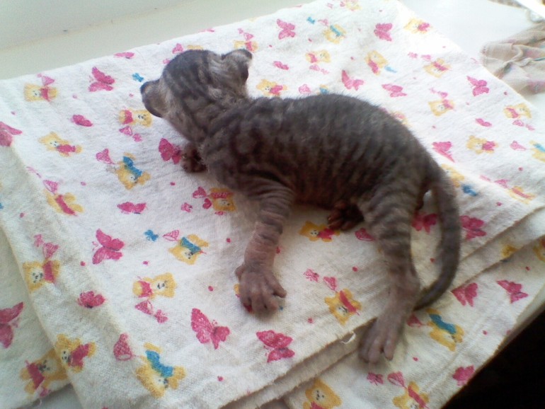 Мои малыши.