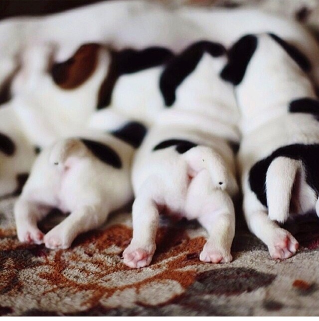 Щенки Джек Рассела Терьера