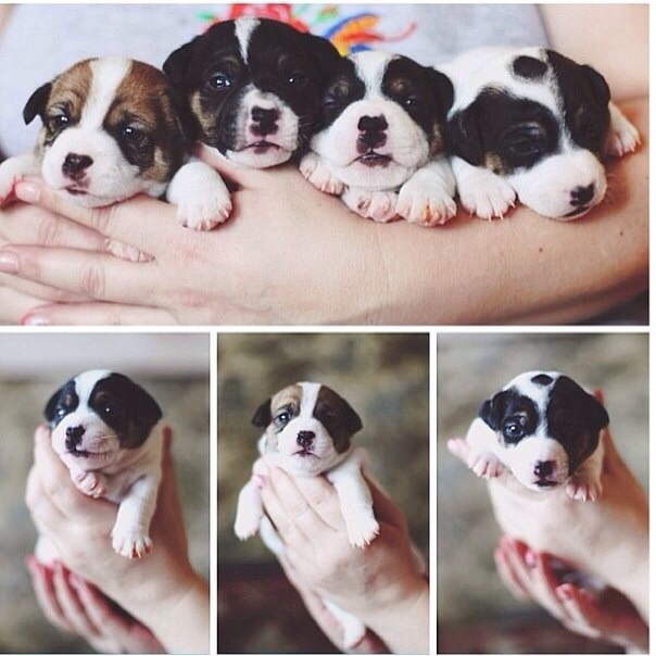 Щенки Джек Рассела Терьера