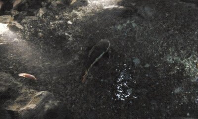 Экзотариум, океанариум