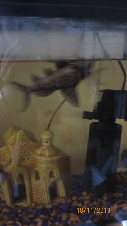 ТН "Домашние животные"