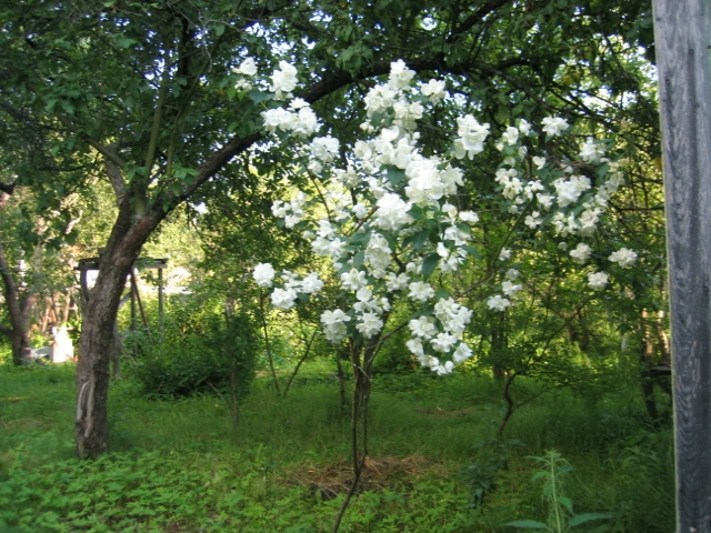 земельный участок (дача) подъезд с 3-х шоссе Киевское,Минское,Боровское.