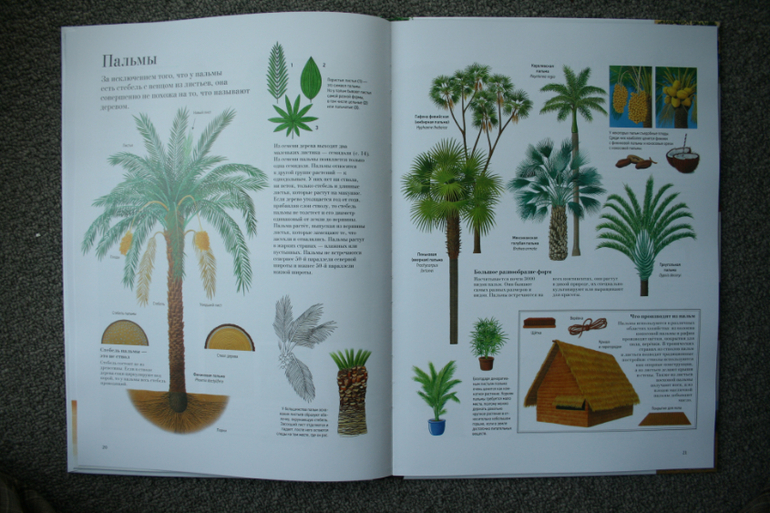 Большая книга о лесах и деревьях