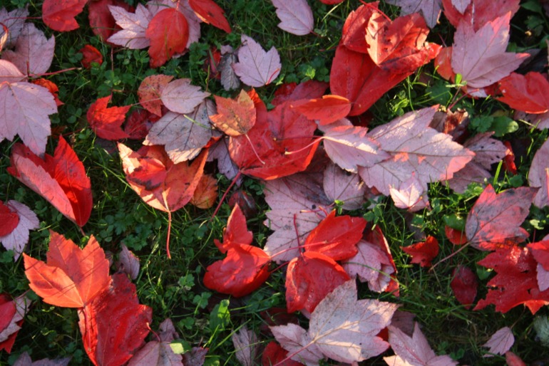 Осенние картинки