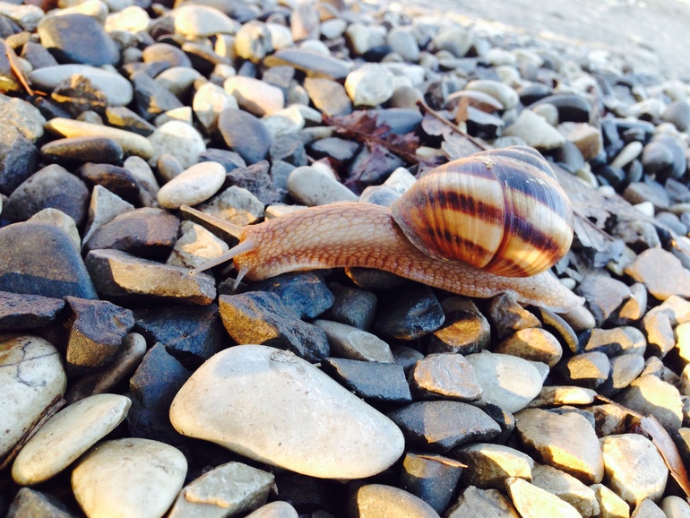 Увидели улитку в восторге