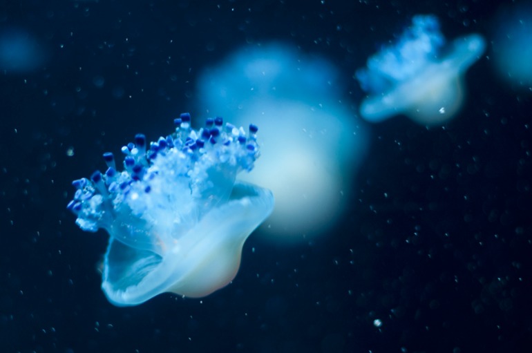 Берлинский аквариум