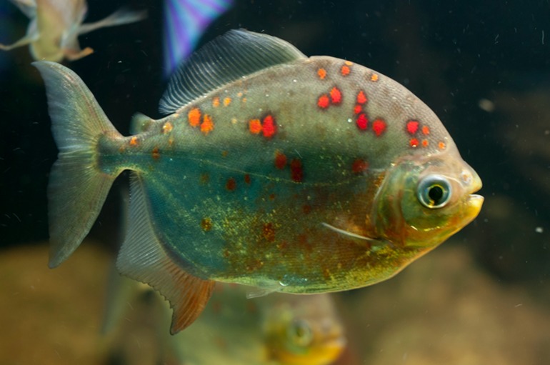 Берлинский аквариум