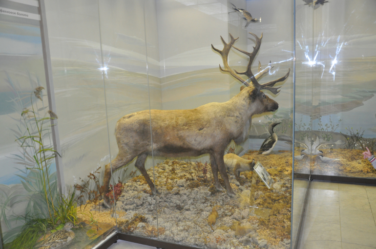 Дарвиновский музей