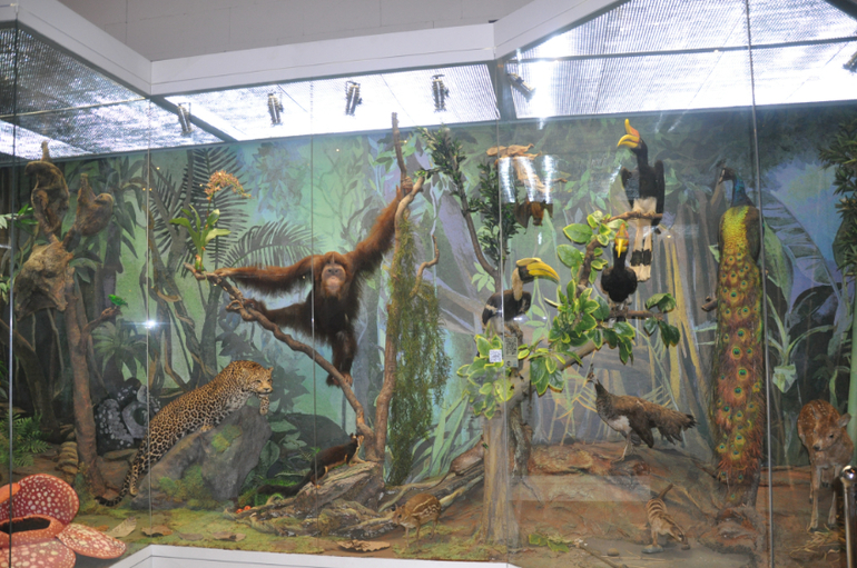 Дарвиновский музей