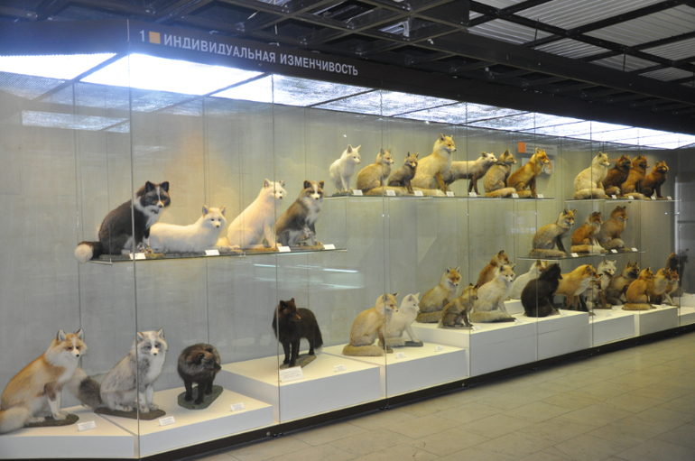 Дарвиновский музей