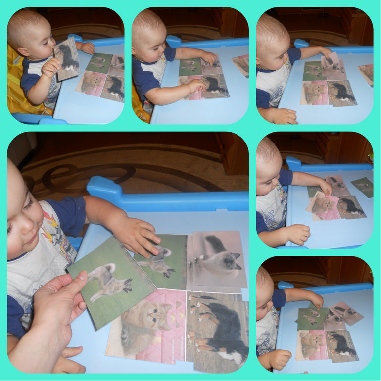 Домашние животные - кошечка и собачка...