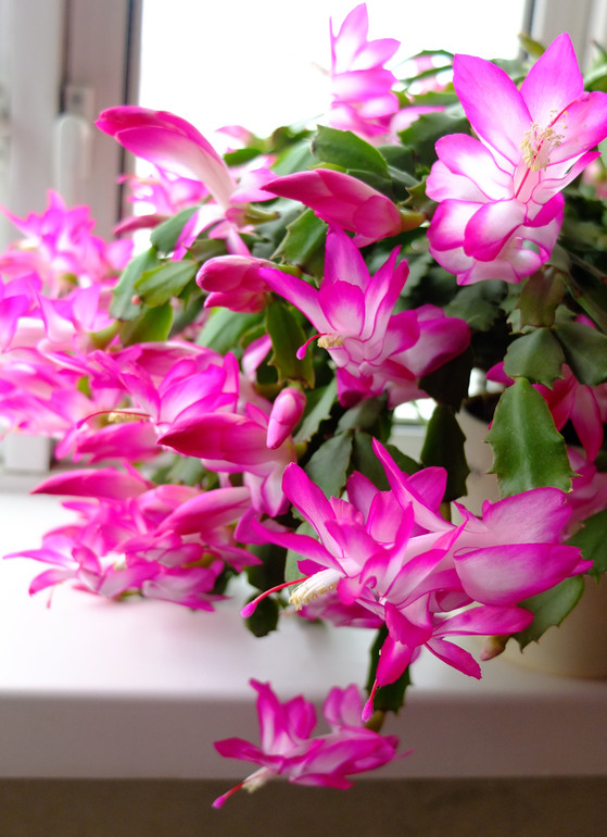 Яркие пятна в серой зиме :)