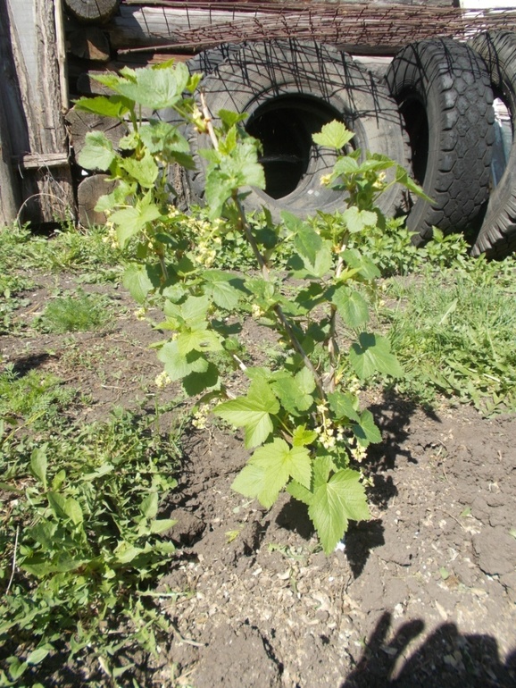 Про деревенскую жизнь)
