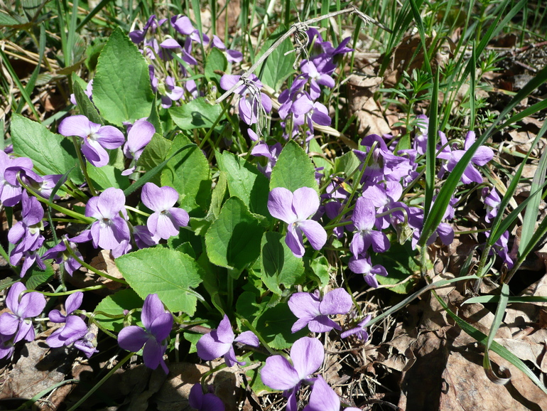 Весна идет...