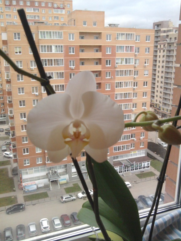 Орхидея
