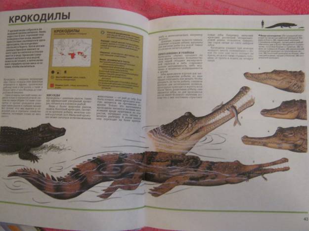 ТД Крокодил