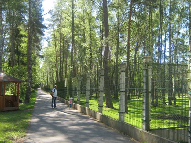 Беловежская пуща