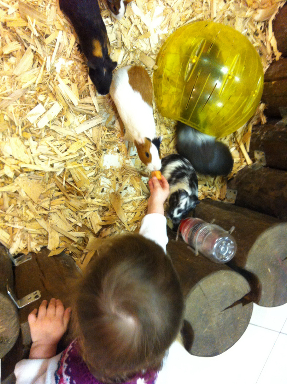 Контактный зоопарк г. Электросталь