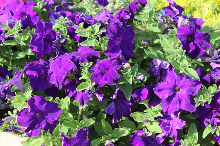 Океанариум в Анталии, водопад Куршунлу и озеро Нилуфер