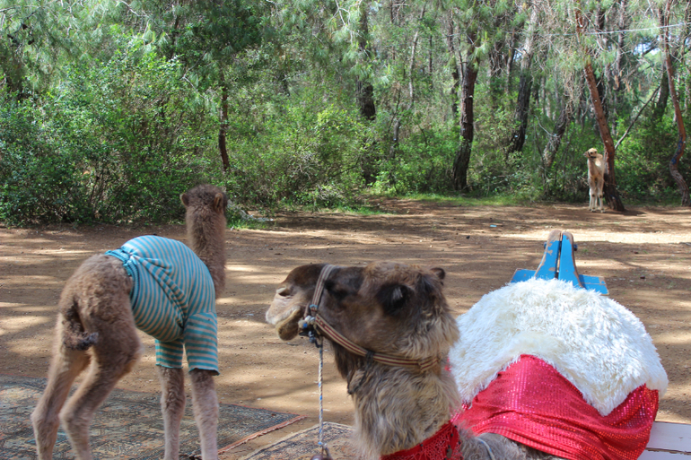 Океанариум в Анталии, водопад Куршунлу и озеро Нилуфер