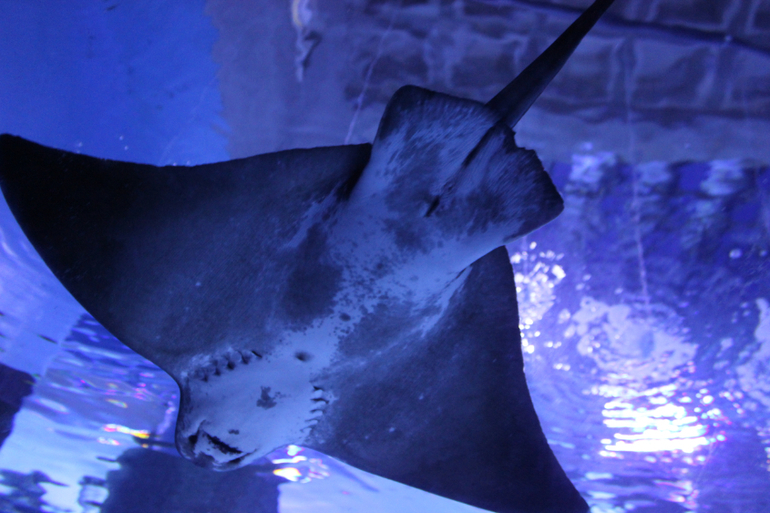 Океанариум в Анталии, водопад Куршунлу и озеро Нилуфер