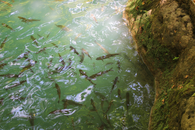 Океанариум в Анталии, водопад Куршунлу и озеро Нилуфер
