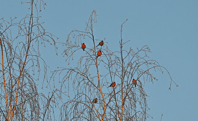 За окошком снегири греют куст рябиновый!!!!